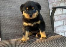 Puppies for sale rottweiler - United Kingdom, Belfast