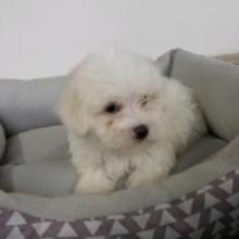 Puppies for sale maltese - United Kingdom, Middlesbrough