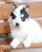 Puppies for sale , alaskan klee kai - Ireland, Cork