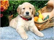 Puppies for sale golden retriever - Denmark, Odense