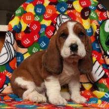 Puppies for sale basset hound - United Kingdom, Kilmarnock