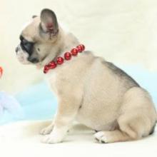 Puppies for sale french bulldog - United Kingdom, Dundee