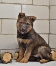 Puppies for sale german shepherd dog - United Kingdom, Darlington