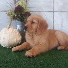 Puppies for sale golden retriever - United Kingdom, Newcastle