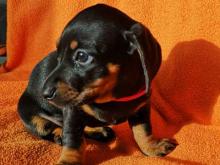 Puppies for sale dachshund - Hungary, Budapest. Price 11 €