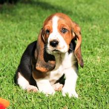 Puppies for sale basset hound - Latvia, Cesis