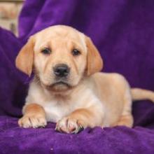 Puppies for sale labrador - Finland, Tampere