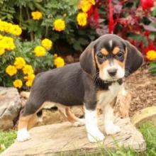 Puppies for sale beagle - United Kingdom, Rugby