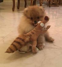 Puppies for sale pomeranian spitz - Spain, Madrid