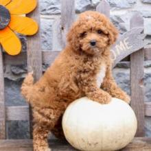 Puppies for sale cocker spaniel - Ireland, Cork