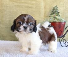 Puppies for sale shih tzu - United Kingdom, Aberdeen