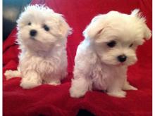 Puppies for sale maltese - United Kingdom, Darlington