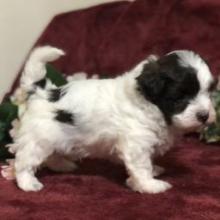 Puppies for sale havanese - United Kingdom, Esek