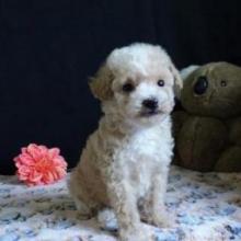 Puppies for sale miniature poodle - Greece, Larissa