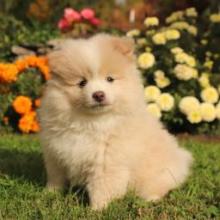 Puppies for sale pomeranian spitz - Sweden, Lidkoping