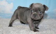 Puppies for sale french bulldog - Spain, Barcelona