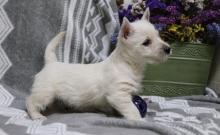 Puppies for sale west highland white terrier - United Kingdom, Belfast