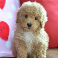 Puppies for sale lhasa apso - Ireland, Cork