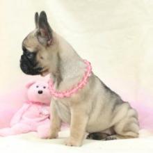 Puppies for sale french bulldog - Finland, Kotka