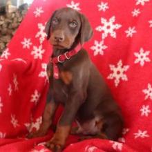 Puppies for sale doberman - Ireland, Cork