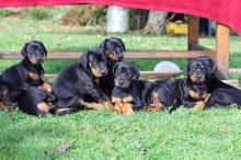 Puppies for sale doberman - Ireland, Cork. Price 10 €