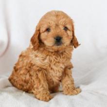 Puppies for sale other breed - Cyprus, Larnaca