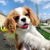 Puppies for sale king charles spaniel - Denmark, Aalborg