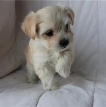 Puppies for sale other breed, coton de tulear - Czech Republic, Brno