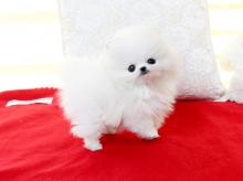 Puppies for sale pomeranian spitz - Spain, Madrid