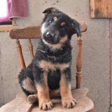 Puppies for sale german shepherd dog - Poland, Rybnik