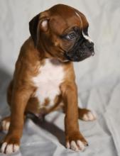 Puppies for sale boxer - Germany, Brandenburg