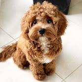 Puppies for sale pooch - United Kingdom, Harlow