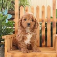 Puppies for sale cocker spaniel - United Kingdom, Kilmarnock