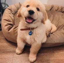 Puppies for sale golden retriever - Germany, Dortmund