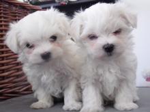 Puppies for sale maltese - Georgia, Poti