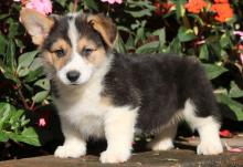 Puppies for sale , pembrokeshire corgi - Sweden, Stockholm. Price 10 €