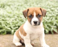 Puppies for sale jack russell terrier - Azerbaijan, Sumgait