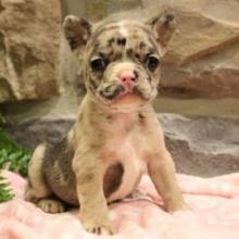 Puppies for sale french bulldog - Ukraine, Odessa