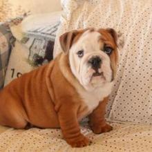 Puppies for sale english bulldog - Ukraine, Poltava