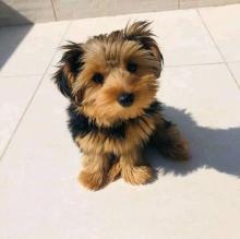 Puppies for sale yorkshire terrier - Belarus, Maladzyechna