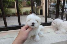 Puppies for sale maltese - Czech Republic, Ostrava