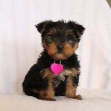 Puppies for sale yorkshire terrier - Denmark, Aarhus