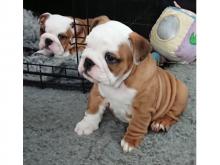 Puppies for sale english bulldog - Latvia, Riga