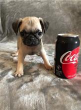 Puppies for sale pug - Ukraine, Kharkiv