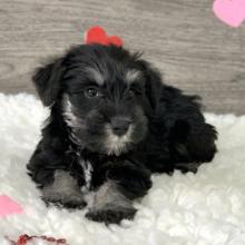 Puppies for sale miniature poodle - Cyprus, Nicosia