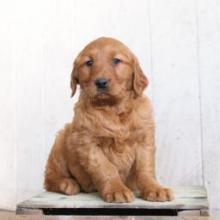 Puppies for sale golden retriever - Greece, Larissa