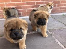 Puppies for sale chow chow - Luxembourg, Luxembourg