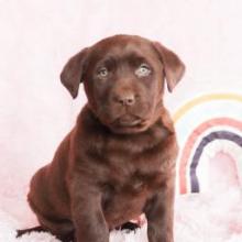 Puppies for sale labrador - Belarus, Brest