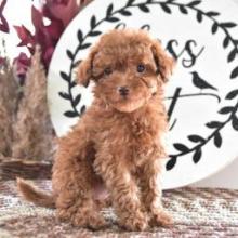 Puppies for sale poodle - Belarus, Maladzyechna