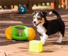 Puppies for sale other breed, pembroke welsh corgi - Germany, Aachen